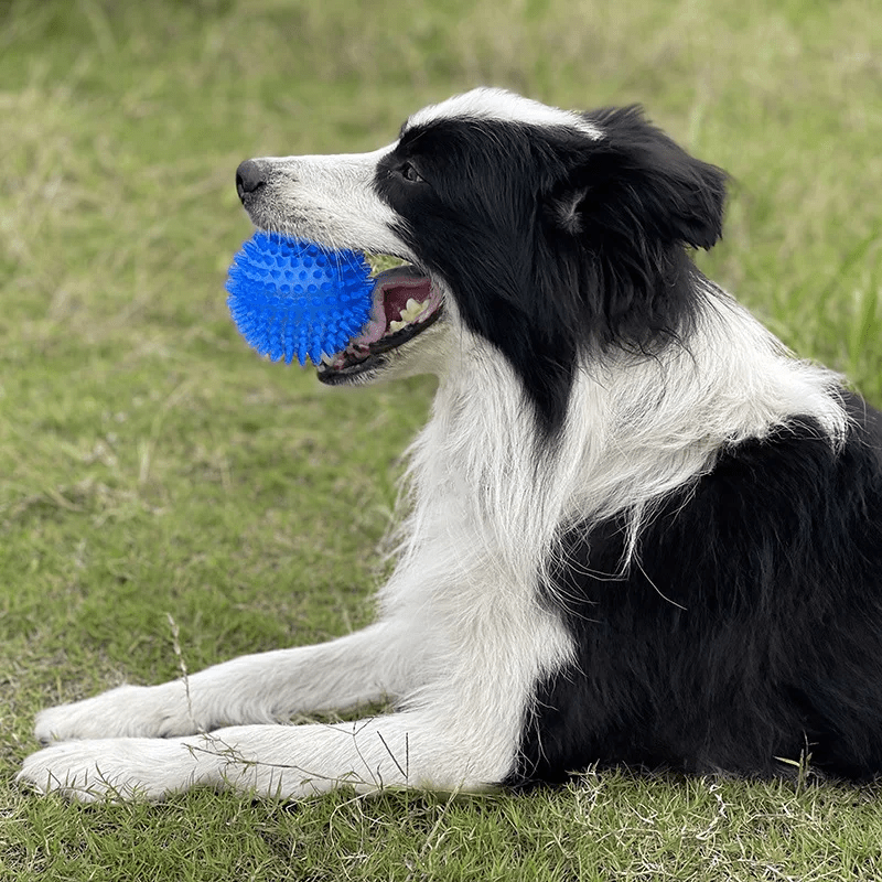 Balle pour Chien - BiteResistantBall™ - Bleu - Carrefour chien