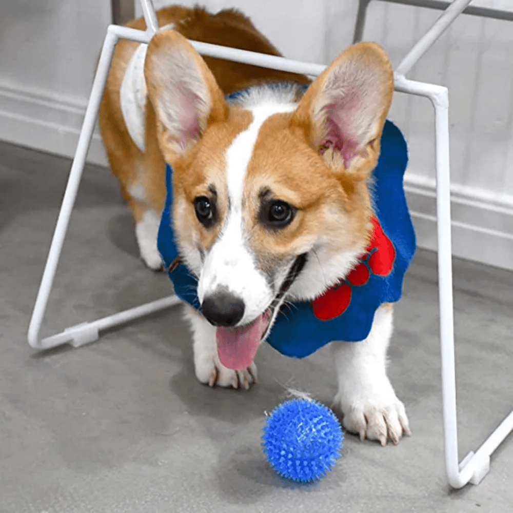 Balle pour Chien - BiteResistantBall™ - Bleu - Carrefour chien