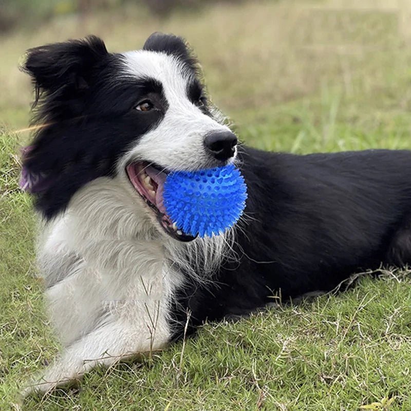 Balle pour Chien - BiteResistantBall™ - Bleu - Carrefour chien