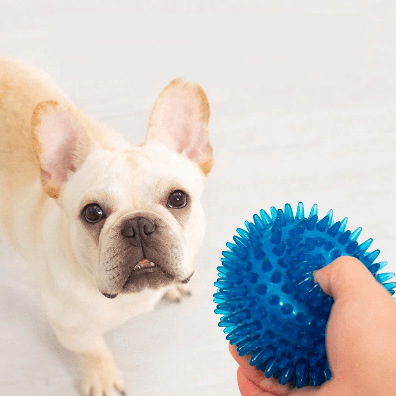 Balle pour Chien - BiteResistantBall™ - Bleu - Carrefour chien