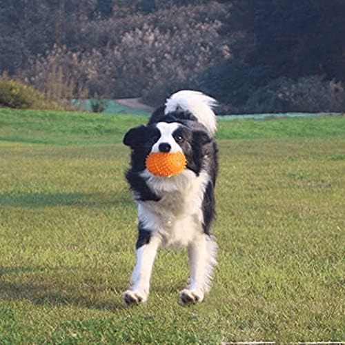 Balle pour Chien - BiteResistantBall™ - Orange - Carrefour chien