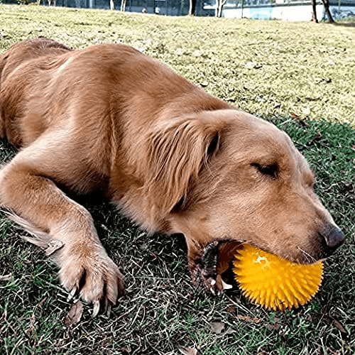 Balle pour Chien - BiteResistantBall™ - Orange - Carrefour chien