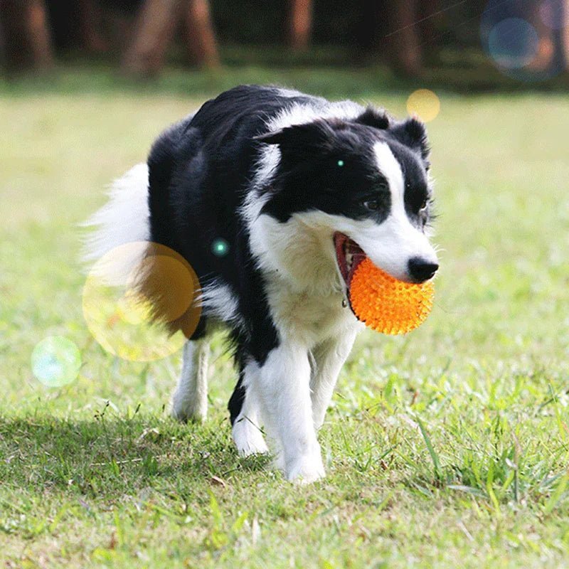 Balle pour Chien - BiteResistantBall™ - Orange - Carrefour chien