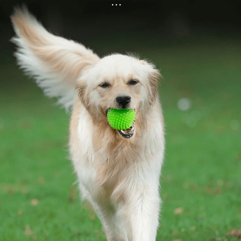 Balle pour Chien - BiteResistantBall™ - Vert - Carrefour chien