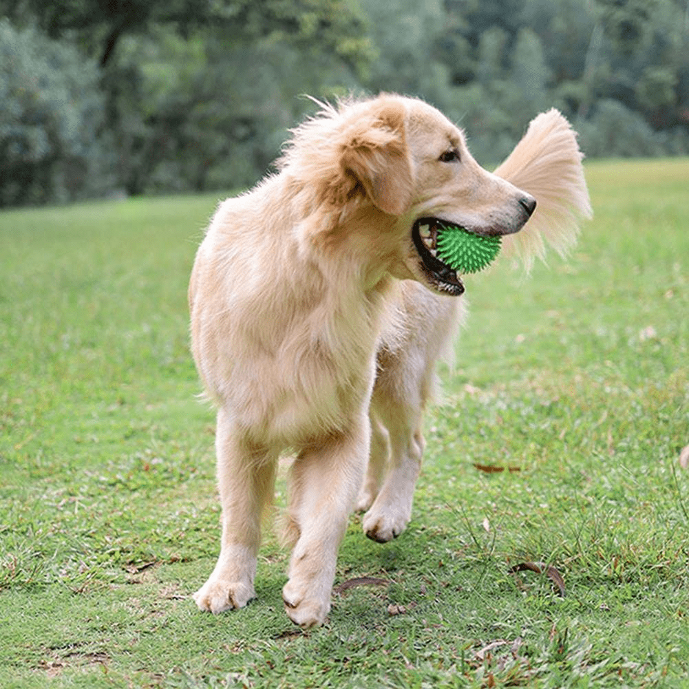Balle pour Chien - BiteResistantBall™ - Vert - Carrefour chien