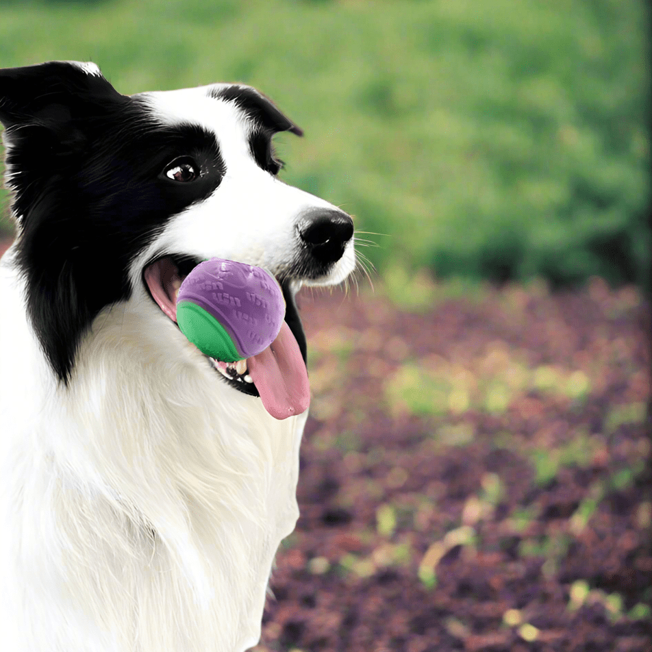 Balle pour Chien - InteractiveToys™ - Violet - Carrefour chien