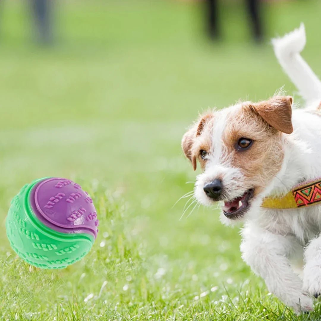 Balle pour Chien - InteractiveToys™ - Violet - Carrefour chien