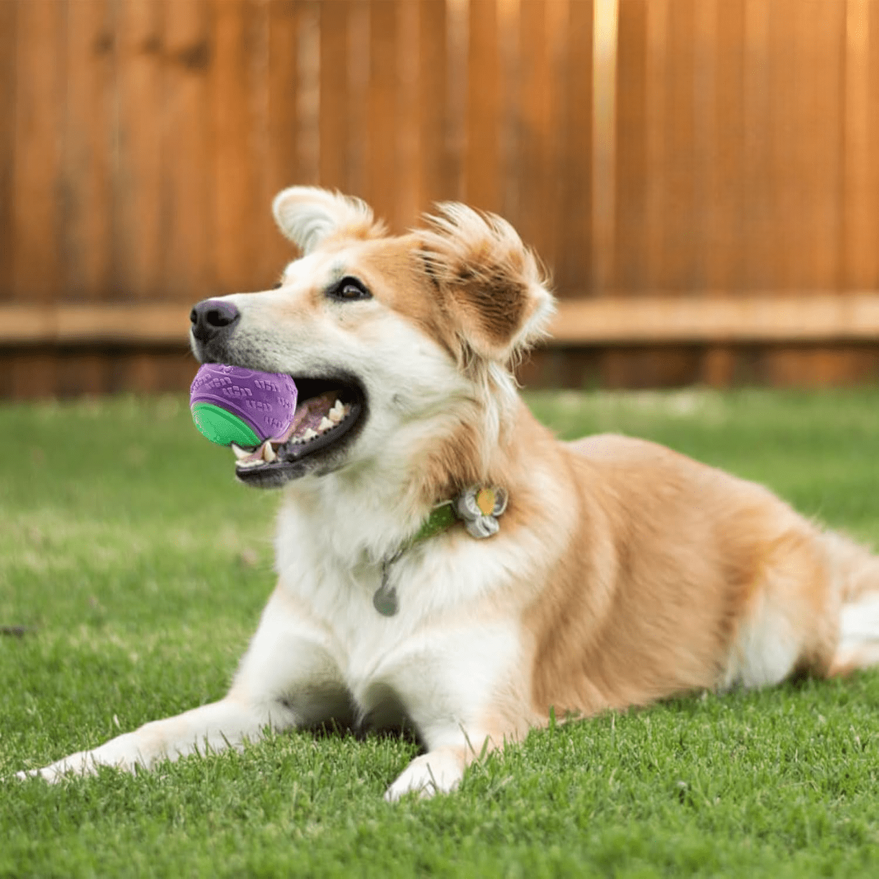 Balle pour Chien - InteractiveToys™ - Violet - Carrefour chien